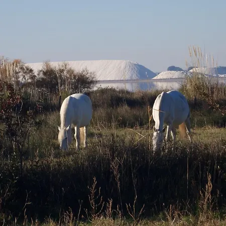 Apartment Pour Deux Avec Terrasse Aux Portes De La Camargue Aigues-Mortes
